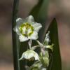 camas
