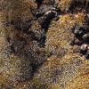Desert moss, which covers desert soil, and its various adaptations