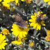 pollinators