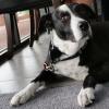 Shane the therapy dog.