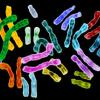 Telomeres sit at the ends of chromosomes to protect their genetic data. Credit: Jane Ades, NHGRI.