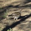 Dusky Grouse