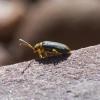 Elm Leaf Beetle