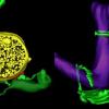  mitochondria