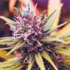 cannabis and sleep