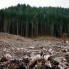 A clear-cut forest area near Eugene, Oregon. Photo by Calibas / Wikipedia.