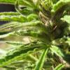 cannabis