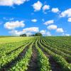 soybean field and blue sky