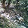 Forest Cat
