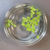 Duckweed