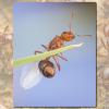 red fire ant