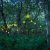 Fireflies in the forest
