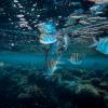 aquatic communities