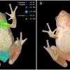 Heatmap showing frog infected with trematodes