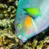 Image of fish eating algae