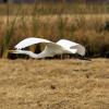 A great egret in flight