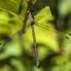 Great spreadwings 