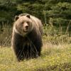 grizzly bear in a field