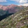 White mountain dryas growing on Hasley Pass
