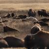 Image of white buffaloes