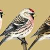 Tthree different variations of Redpolls shown in the picture are the Hoary Redpoll (left), the Common Redpoll (center), and the Lesser Redpoll (right).