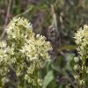 Foothills death camas