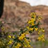 Desert holly