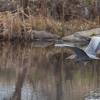 Great Heron