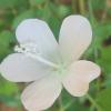 Photograph of Hibiscus Flower