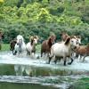 herd of horses walking through stream