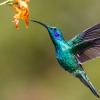 Green hummingbird feeding at orange flower