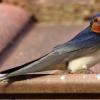 Swallowbird
