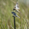 The Iberá Seedeater