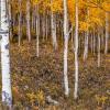 trees