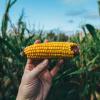 Photo of an ear of corn
