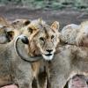 Lions in Tanzania