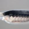 larva