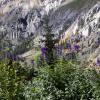 larkspur