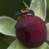 Larval ladybug