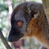 lemur