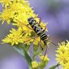 locust borer