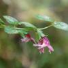 A type of mint plant in bloom