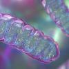 Illustration of mitochondria