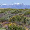 Super Bloom Photograph