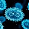 viruses
