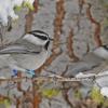 Mountain Chickadee
