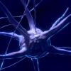 Stock image of a neuron