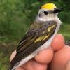 Photograph of the newly discovered warbler hybrid