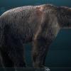 Restoration of the extinct short-faced bear (Arctodus simus). Photo courtesy of Wikipedia.
