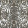 Neurons